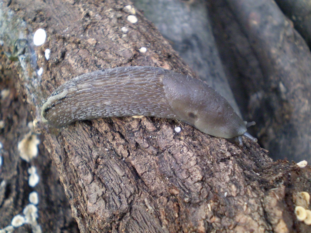 Limax aldrovandi Moquin-Tandon 1855 (Levanto SP)